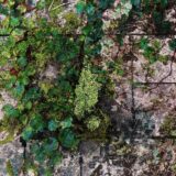 Chapelier Fou, CCTemple – Inner Explorations on I.O.T Records Label